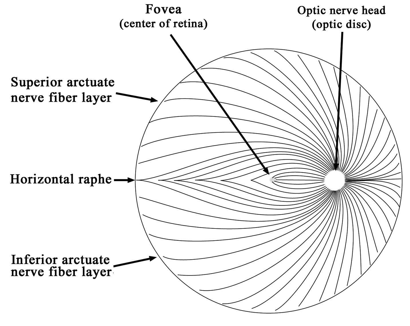 diagram of optic nerve fibers